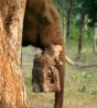 大象“摄影师”偷拍丛林动物生活