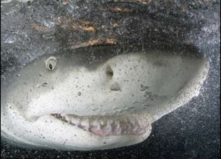 业余摄影师拍微笑鲨鱼照获国际摄影大奖