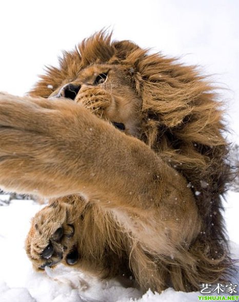 狮子前爪拍向照相机